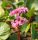 Bőrlevél – Bergenia 'Pink Dragonfly'