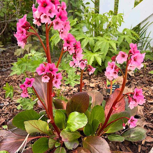 Bőrlevél – Bergenia 'Pink Dragonfly'