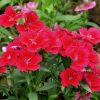 Pünkösdi szegfű – Dianthus gratianopolitanus 'Badenia'