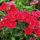 Pünkösdi szegfű – Dianthus gratianopolitanus 'Badenia'
