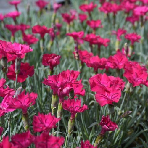 Pünkösdi szegfű – Dianthus gratianopolitanus 'Badenia'