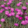 Pünkösdi szegfű – Dianthus gratianopolitanus 'Feuerhexe'