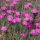 Pünkösdi szegfű – Dianthus gratianopolitanus 'Feuerhexe'