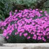 Pünkösdi szegfű – Dianthus gratianopolitanus 'Feuerhexe'