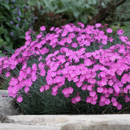 Pünkösdi szegfű – Dianthus gratianopolitanus 'Feuerhexe'