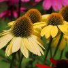 Bíbor kasvirág – Echinacea purpurea 'Mellow Yellows'