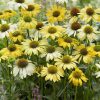Bíbor kasvirág – Echinacea purpurea 'Mellow Yellows'