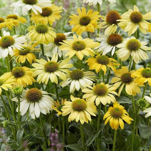 Bíbor kasvirág – Echinacea purpurea 'Mellow Yellows'