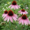 Bíbor kasvirág – Echinacea purpurea 'August Königin'