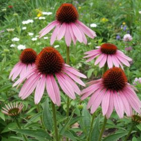   Bíbor kasvirág – Echinacea purpurea 'August Königin'