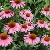 Bíbor kasvirág – Echinacea purpurea 'August Königin'