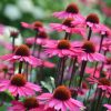 Bíbor kasvirág – Echinacea purpurea 'Pica Bella'