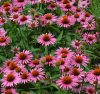 Bíbor kasvirág – Echinacea purpurea 'Pica Bella'