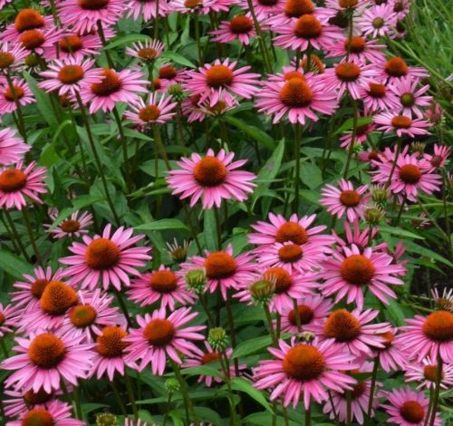 Bíbor kasvirág – Echinacea purpurea 'Pica Bella'
