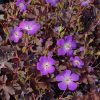 Foltos gólyaorr – Geranium maculatum 'Stormy Night'