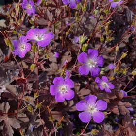   Foltos gólyaorr – Geranium maculatum 'Stormy Night'