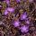 Foltos gólyaorr – Geranium maculatum 'Stormy Night'