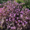 Foltos gólyaorr – Geranium maculatum 'Stormy Night'