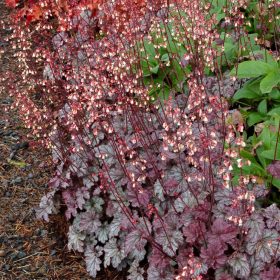 Tűzeső – Heuchera 'Beautiful Dancer'