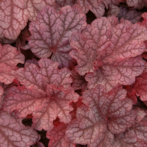 Tűzeső – Heuchera 'Beautiful Dancer'