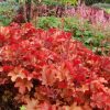 Tűzeső – Heuchera 'Peach Flambé'