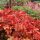 Tűzeső – Heuchera 'Peach Flambé'