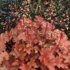 Tűzeső – Heuchera 'Peach Flambé'