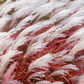   Kínai virágosnád – Miscanthus sinensis 'Lady in Red'