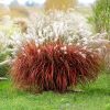Kínai virágosnád – Miscanthus sinensis 'Lady in Red'