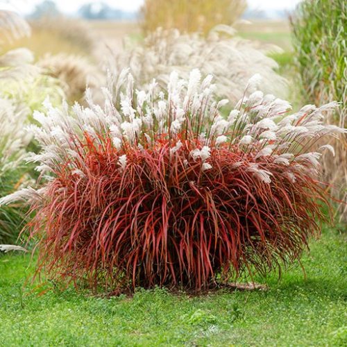 Kínai virágosnád – Miscanthus sinensis 'Lady in Red'