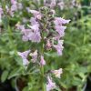 Macskamenta – Nepeta racemosa 'Amelia'