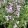 Macskamenta – Nepeta racemosa 'Amelia'