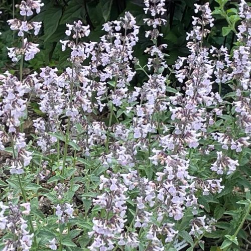 Macskamenta – Nepeta racemosa 'Amelia'