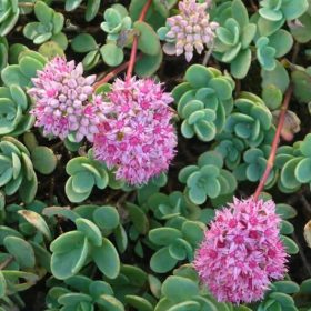 Varjúháj – Sedum ewersii