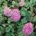 Varjúháj – Sedum ewersii