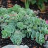 Varjúháj – Sedum ewersii