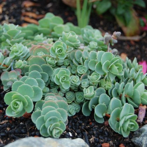 Varjúháj – Sedum ewersii