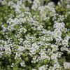 Kakukkfű – Thymus 'Sparkling White'
