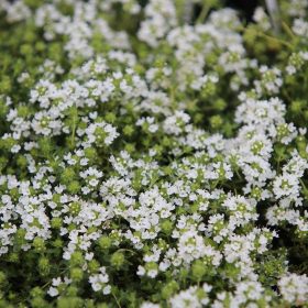 Kakukkfű – Thymus 'Sparkling White'