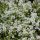 Kakukkfű – Thymus 'Sparkling White'