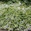 Kakukkfű – Thymus 'Sparkling White'