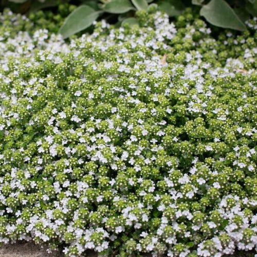 Kakukkfű – Thymus 'Sparkling White'