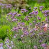 Ernyős verbéna – Verbena bonariensis 'Bonnie Blue'