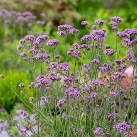   Ernyős verbéna – Verbena bonariensis 'Bonnie Blue'