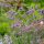 Ernyős verbéna – Verbena bonariensis 'Bonnie Blue'