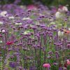 Ernyős verbéna – Verbena bonariensis 'Bonnie Blue'
