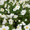 Őszi szellőrózsa – Anemone × hybrida 'Andrea Atkinson'