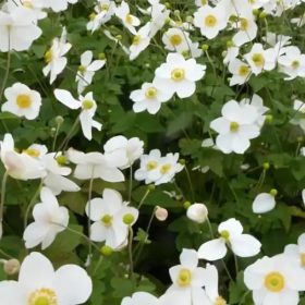   Őszi szellőrózsa – Anemone × hybrida 'Andrea Atkinson'