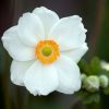 Őszi szellőrózsa – Anemone × hybrida 'Andrea Atkinson'