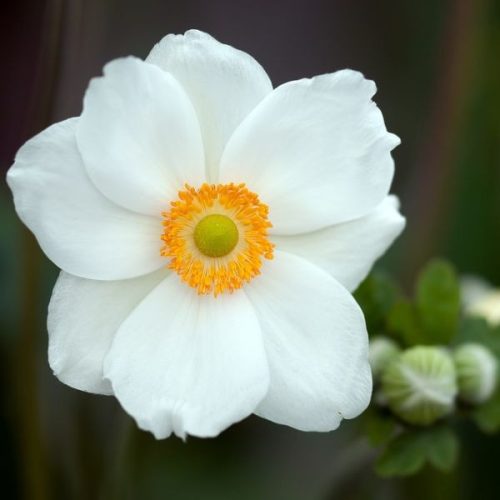 Őszi szellőrózsa – Anemone × hybrida 'Andrea Atkinson'